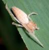 Larinia lineata